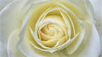 Fond d'écran gratuit de Fleurs - Roses numéro 61493